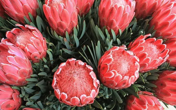 A cluster of red protea flowers with green foliage for the "What Flower Am I" Personality Quiz.