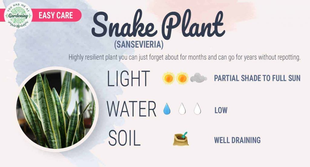 Snake Plant Care Guide: How To Grow This Houseplant - YHMAG