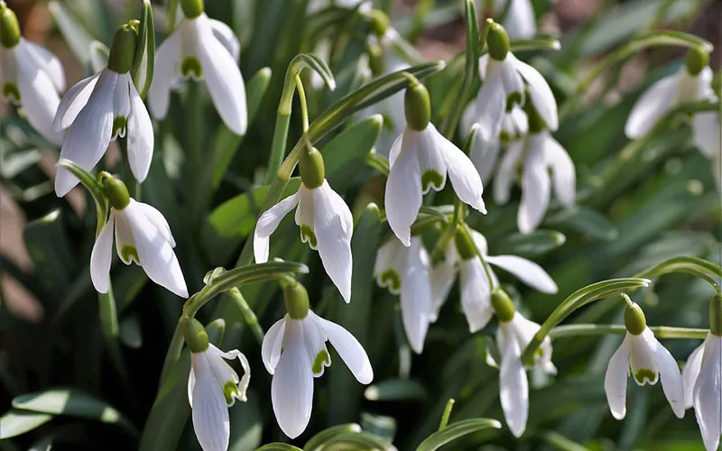 Cluster of white snowdrop flowers in bloom featured in our "What Flower Am I?" Personality Quiz.