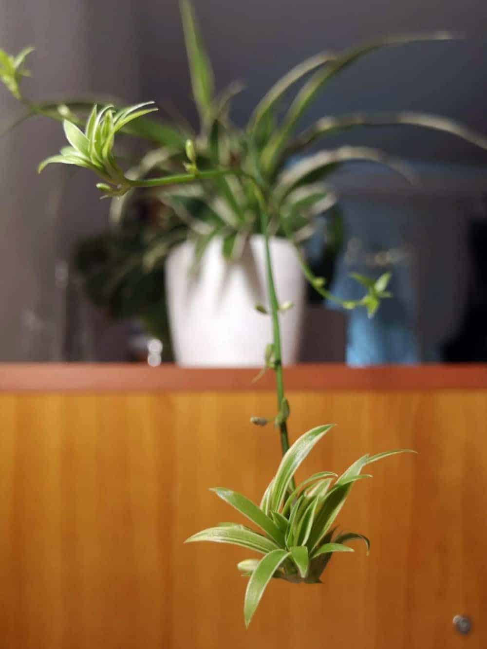 spider-plant-care-guide-how-to-grow-healthy-spider-plants-yhmag