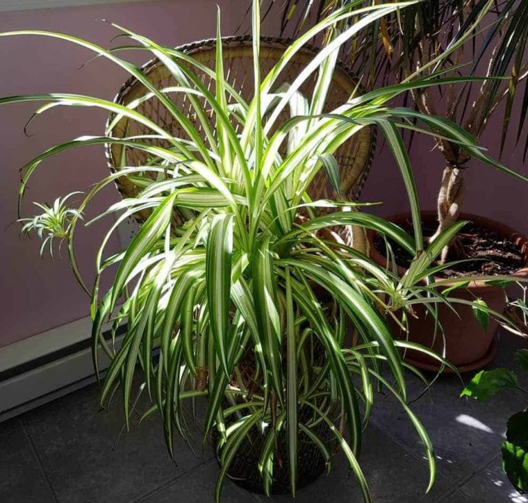 Spider Plant Care 101: Healthy Plants | You Had Me At Gardening