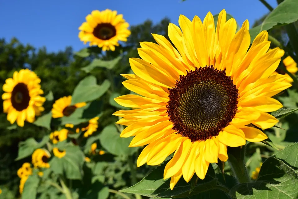 A vibrant sunflower in full bloom, hinting at your Flower Personality with others in the background under a clear blue sky.