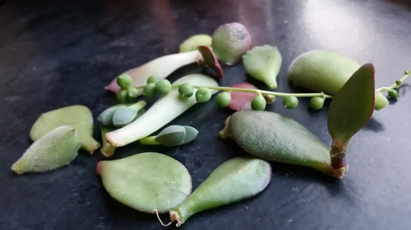 succulents ready to be propagated