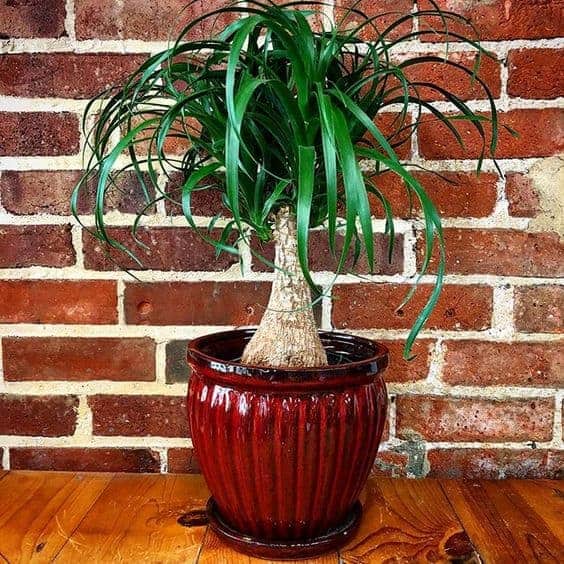 ponytail palm tree in red pot