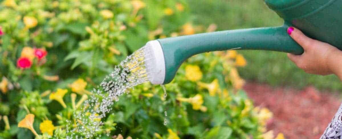 Best time to water your plants