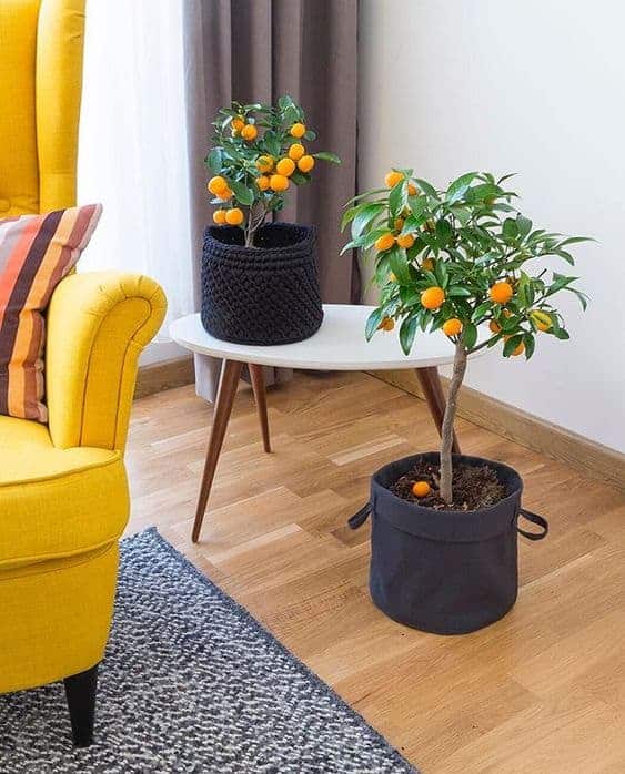 indoor orange tree calamondin
