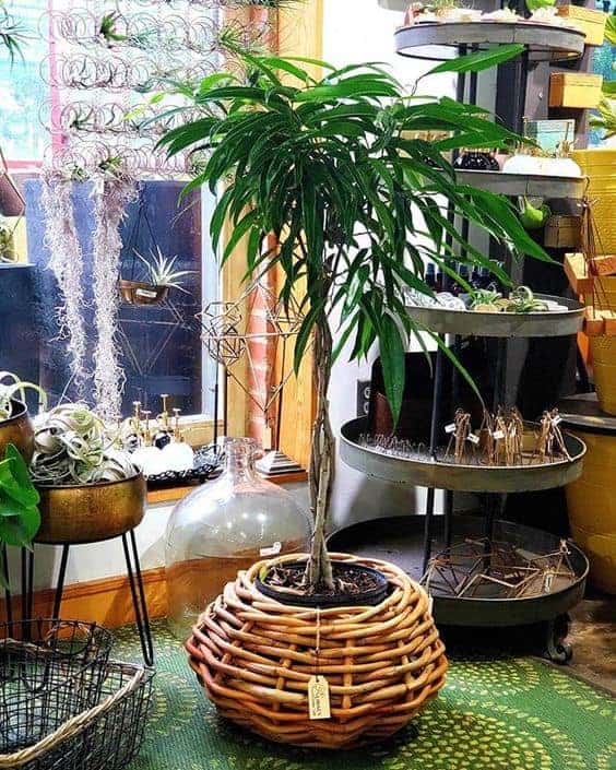 Evergreen indoor tree - Ficus maclellandii