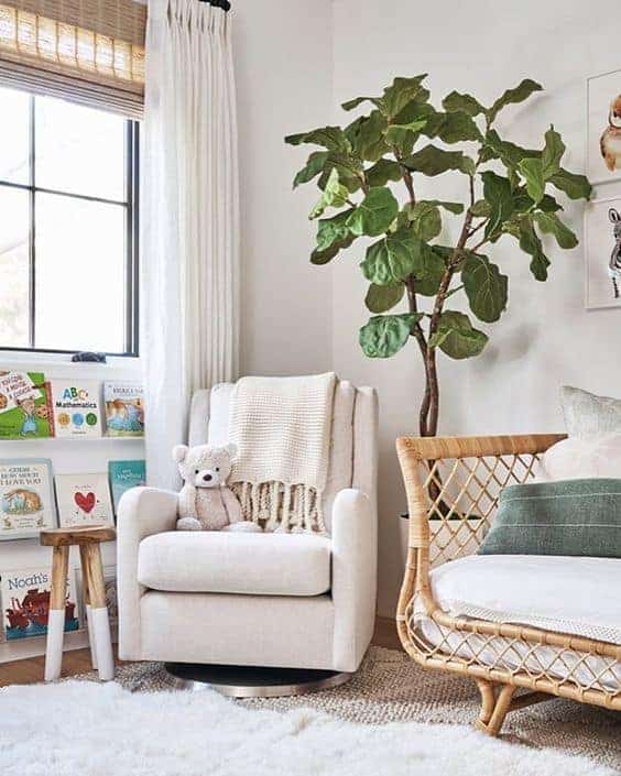 large indoor plants fiddle leaf fig tree in a very cozy and light living room