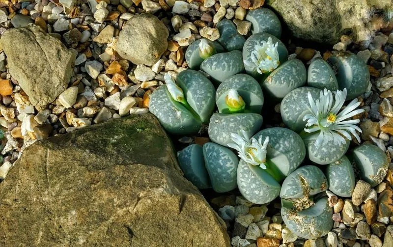 how to grow succulents from seeds - lithops flowers