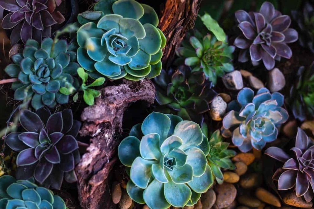 How To Grow Succulents From Seeds