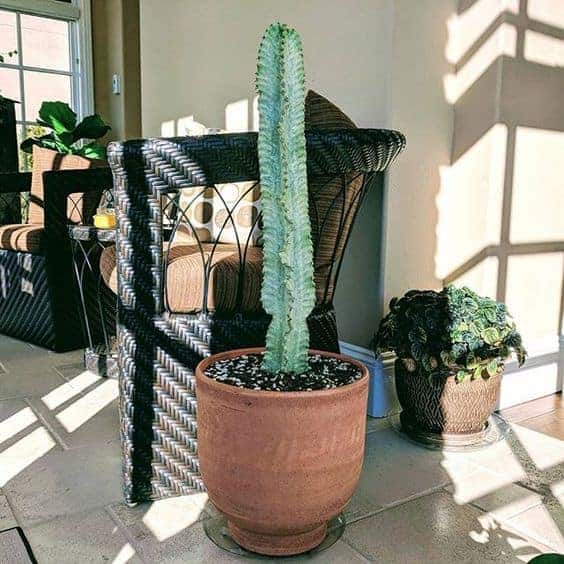African Candelabra - cactus is your new indoor tree!