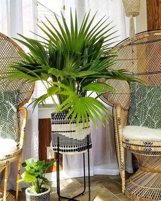 Indoor palm trees