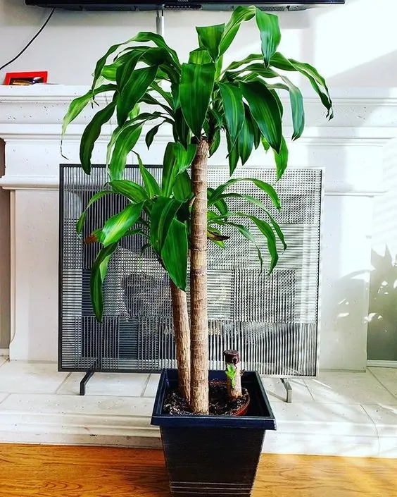 Huge Indoor Corn Plant Dracaena Tree