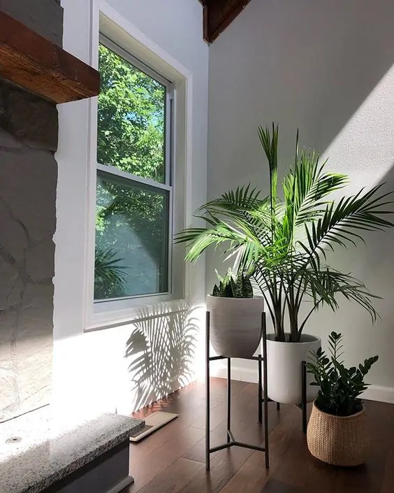 majesty palm indoors
