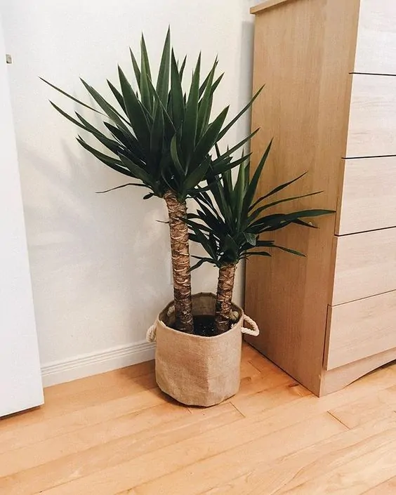 Indoor Yucca Tree on a basket type pot