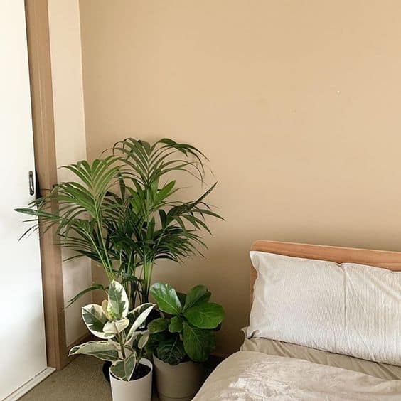 best indoor trees - kentia palm