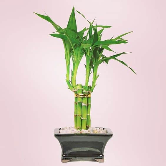 Best indoor tree that grows in water - lucky bamboo