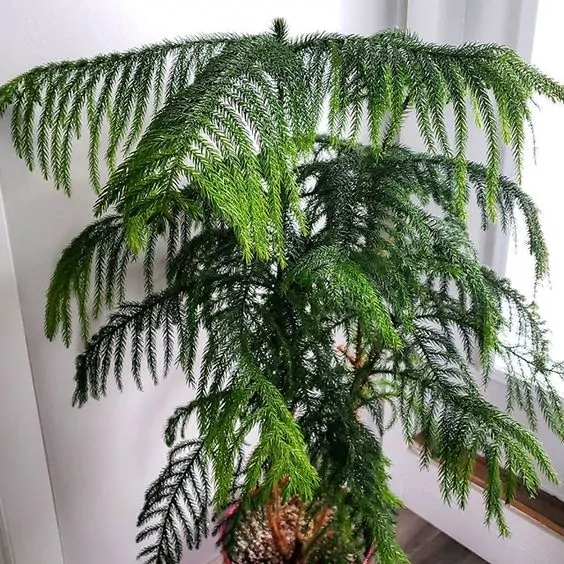 indoor pine tree