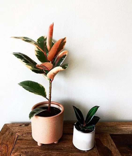Rubber Tree Ficus Variegated