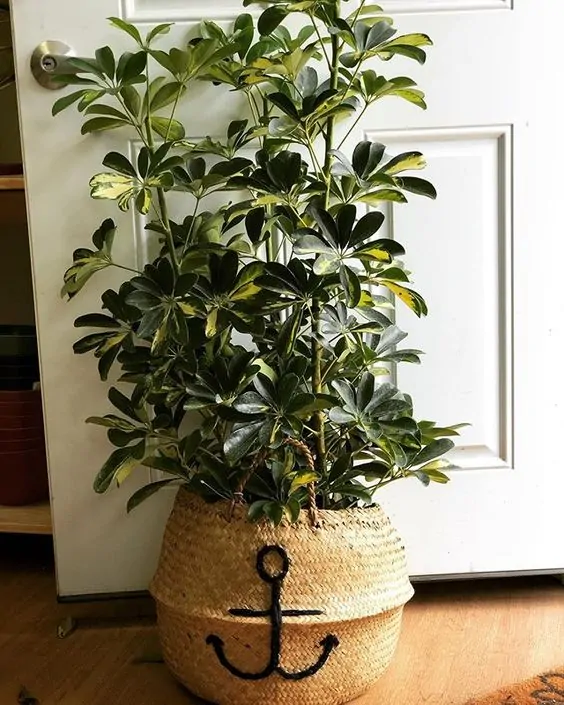 schefflera variegata indoor tree