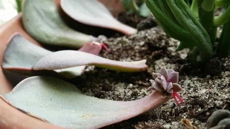 succulent leaves forming roots