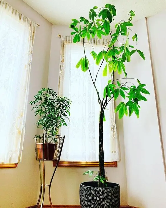 best indoor tree - money tree