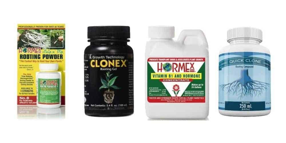 The Best Rooting Hormone Reviewed 