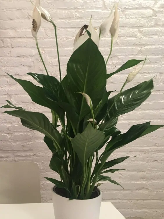 Peace Lily with Flowers