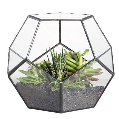 glass succulent terrarium