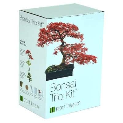 bonsai growing kit