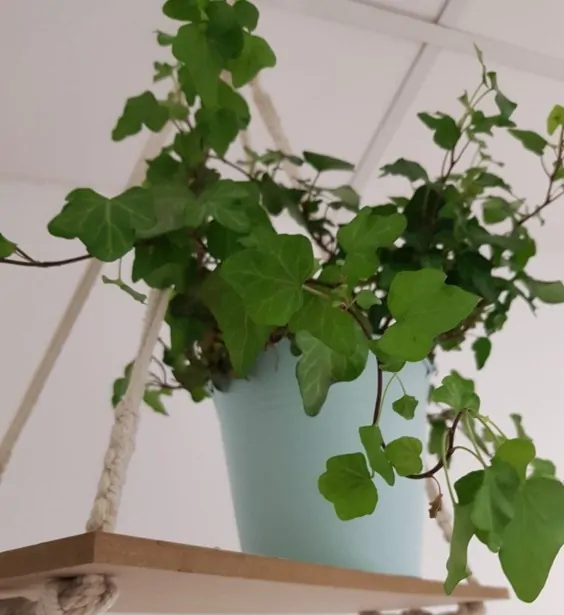 Hanging English Ivy