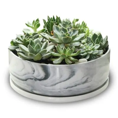 succulent bowl with marble pattern