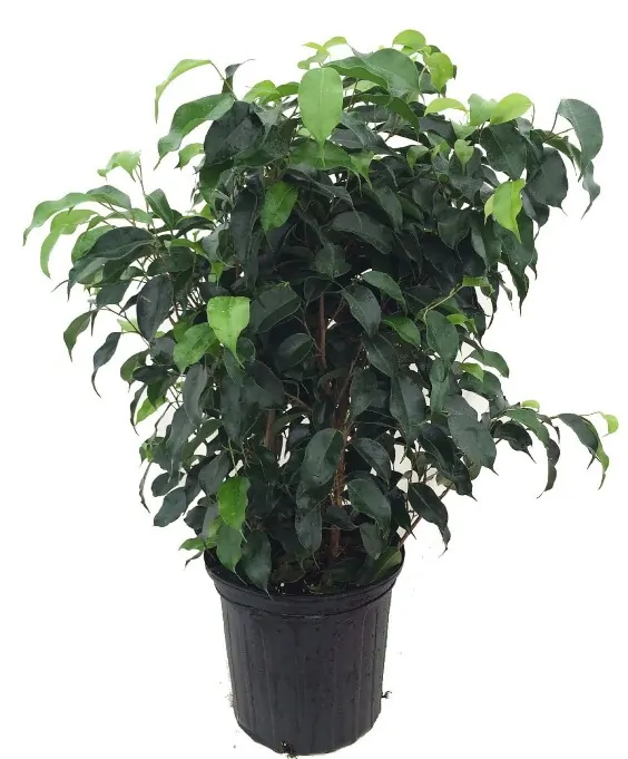 Weeping Ficus in a pot