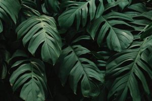 Philodendron types