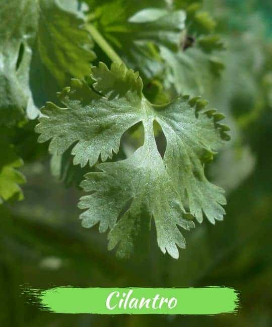 cilantro leaf