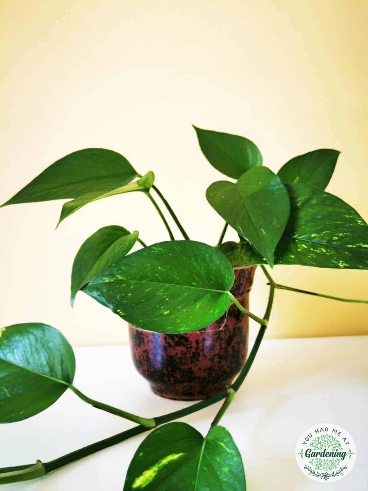 15 Best Common House Plants [with Pictures] YHMAG