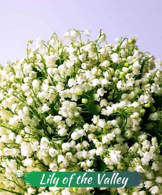 The Innocent Killer, Lily of the Valley - Deadly Flower