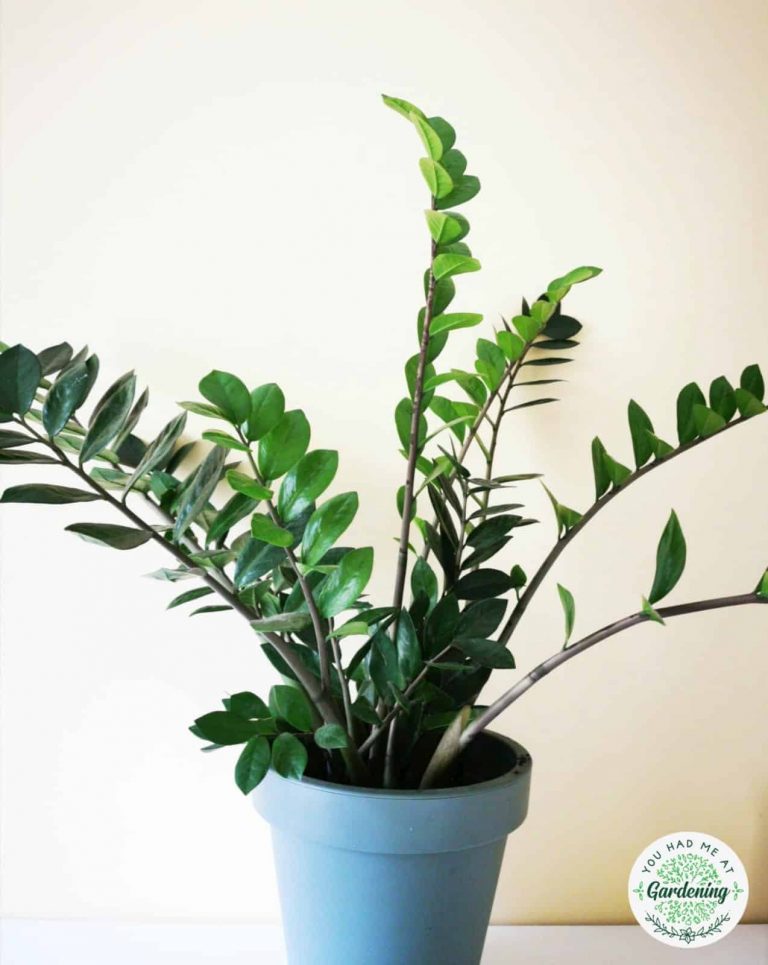 15 Best Low-Maintenance Indoor Plants [with Pictures]