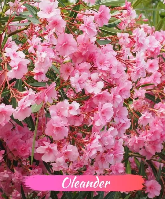 The Fragrant Killer, Oleander - Deadly Flower