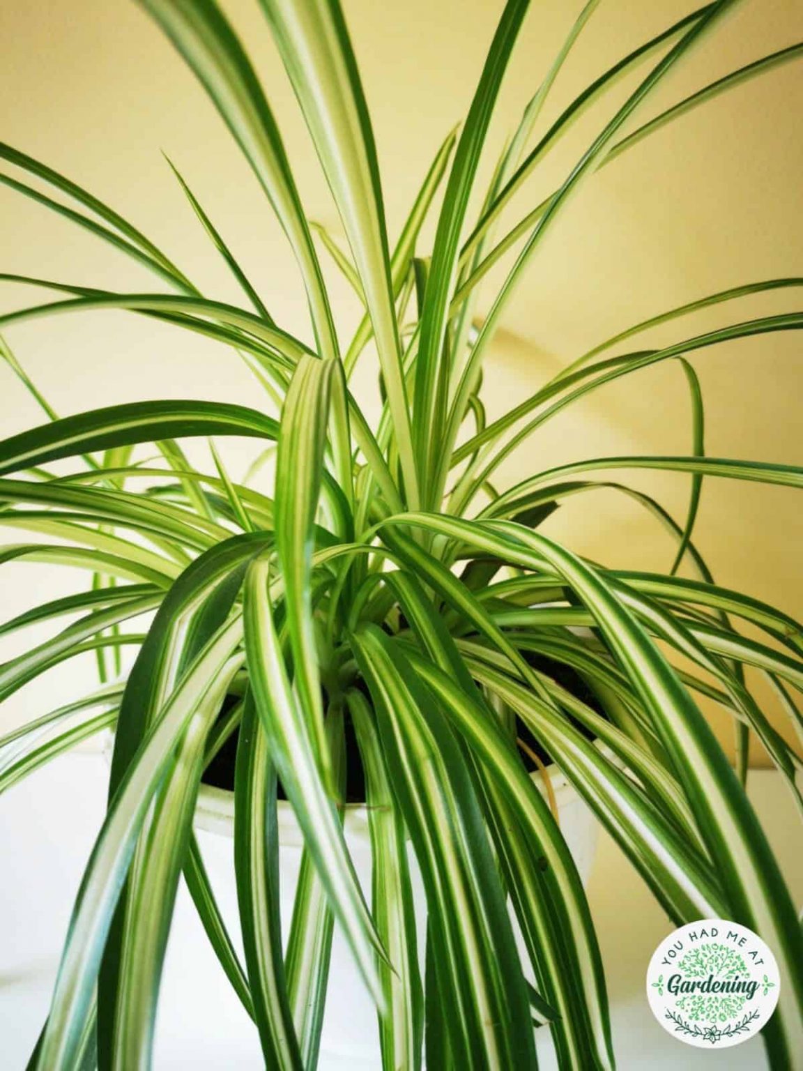 15 Best Common House Plants [with Pictures] - YHMAG