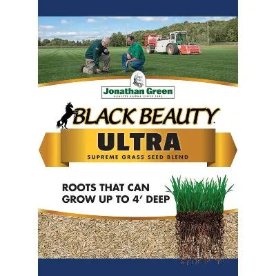 black beauty grass seed