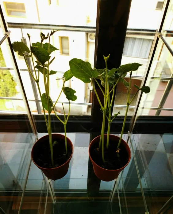 bean plants in pots
