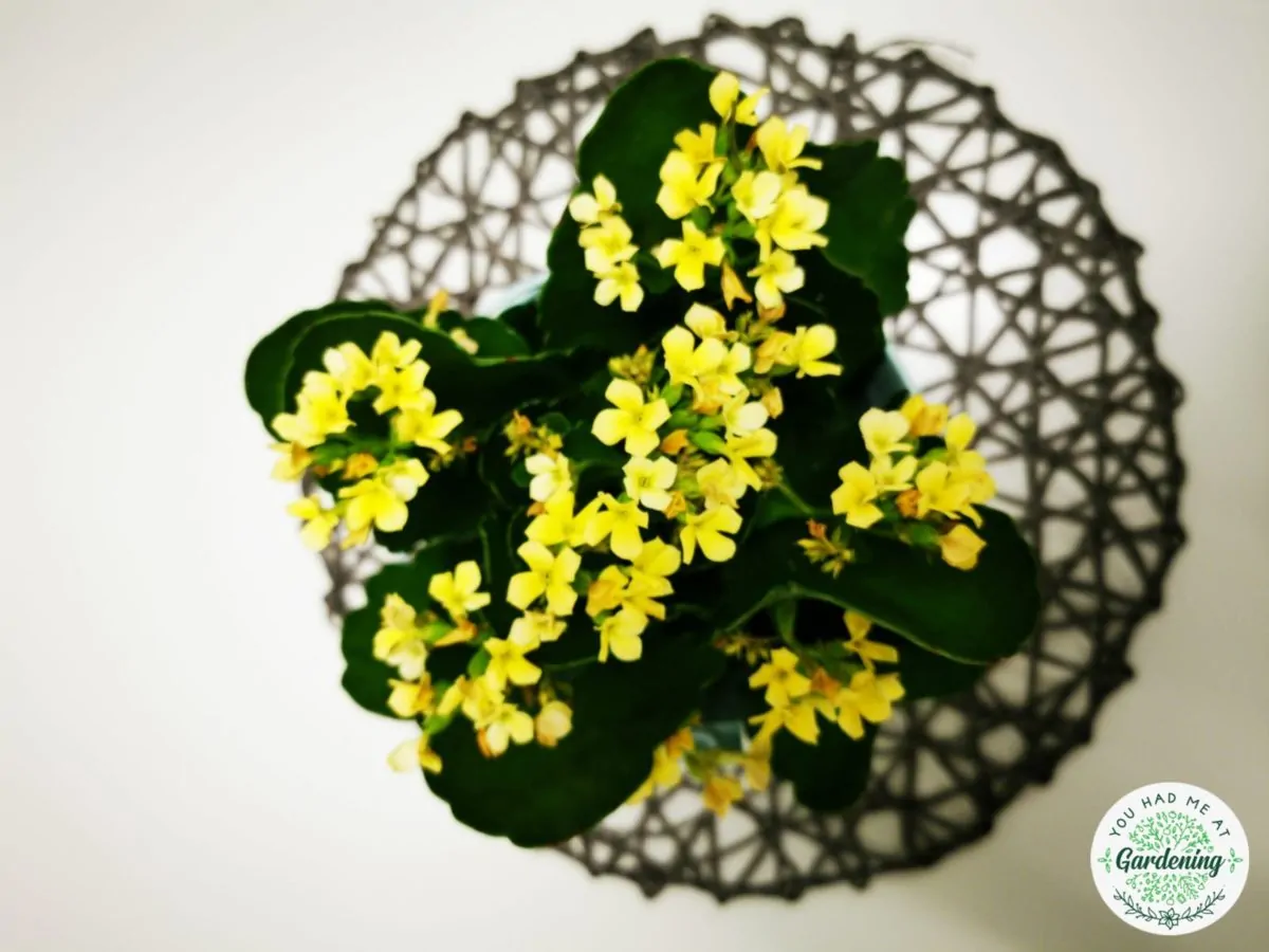 kalanchoe plant with yellow flowers
