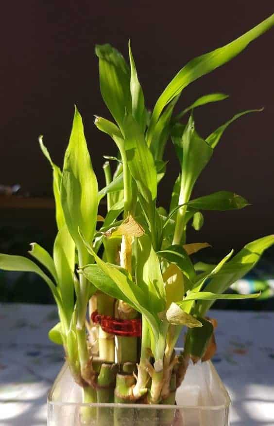 Lucky bamboo plant on a clear rectangular container