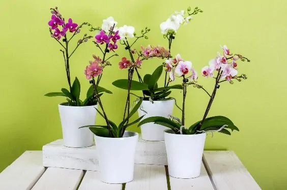 Orchids (Orchidaceae spp.)