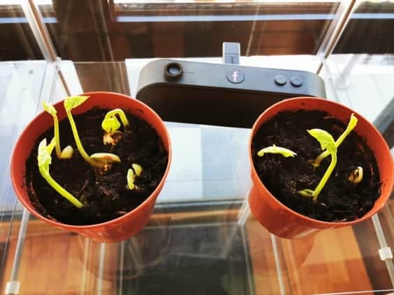 beans sprouts growing