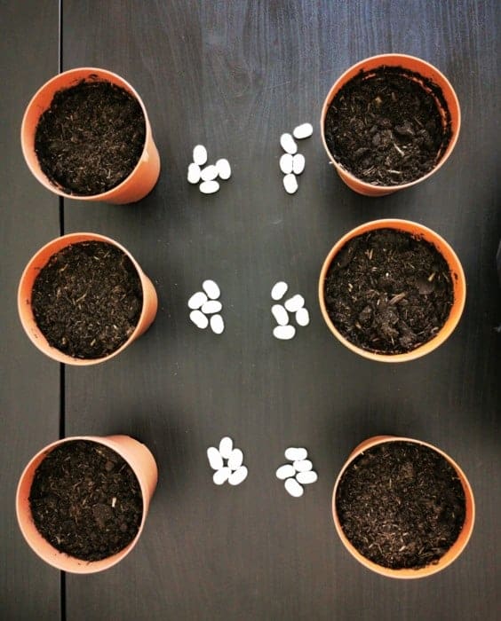 pots with soil and white beans