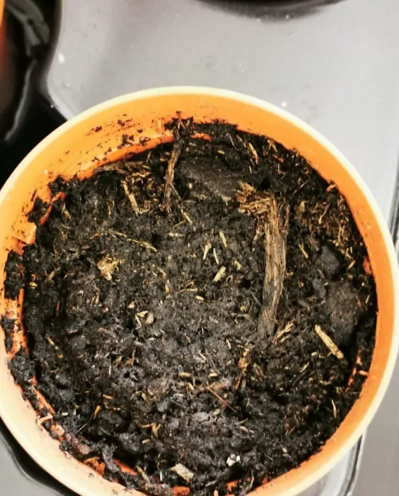 pot with soil - close up