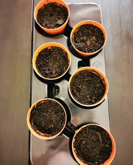 6 pots with soil