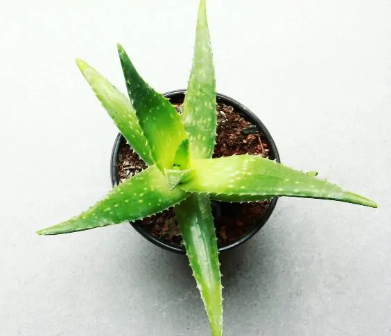 Aloe (Aloe spp.)